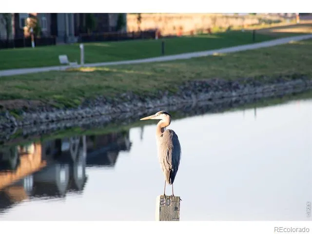 6224 Vernazza Way #3 Windsor, CO 80550
