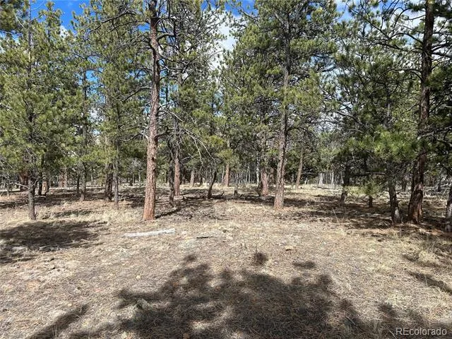 97 Chap Way Hartsel, CO 80449