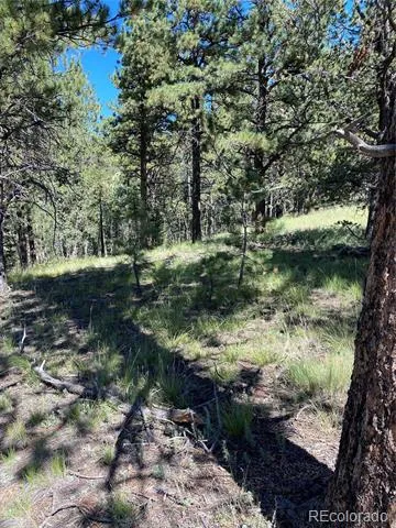 452 Wilson Drive Florissant, CO 80816