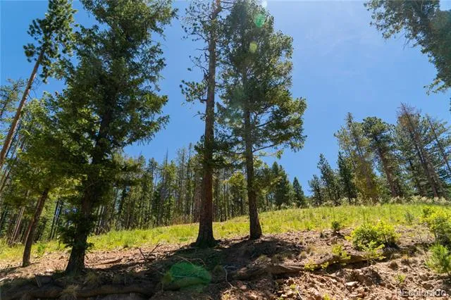 6814 Lynx Lair Road Evergreen, CO 80439
