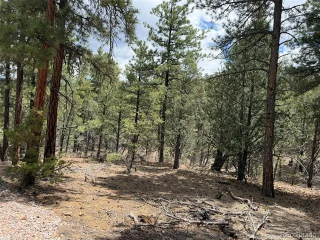 165 Mosswood Drive Cotopaxi, CO 81223