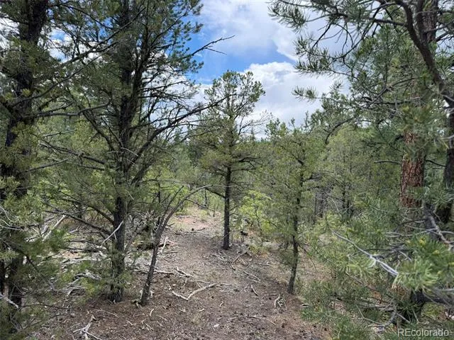 165 Mosswood Drive Cotopaxi, CO 81223