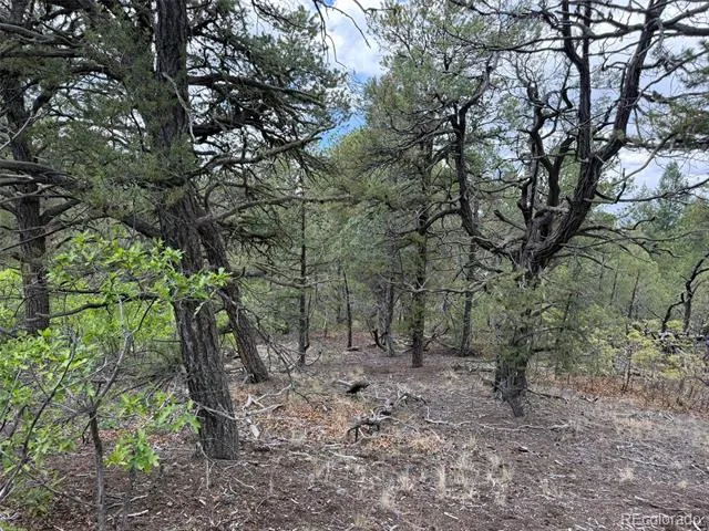 165 Mosswood Drive Cotopaxi, CO 81223