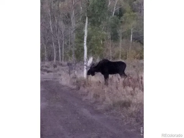0 Parsons Draw Road Walden, CO 80480