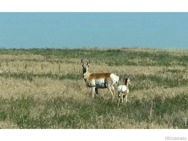 3 TBD Lot A FFD25-0006 WCR 15 Carr, CO 80612