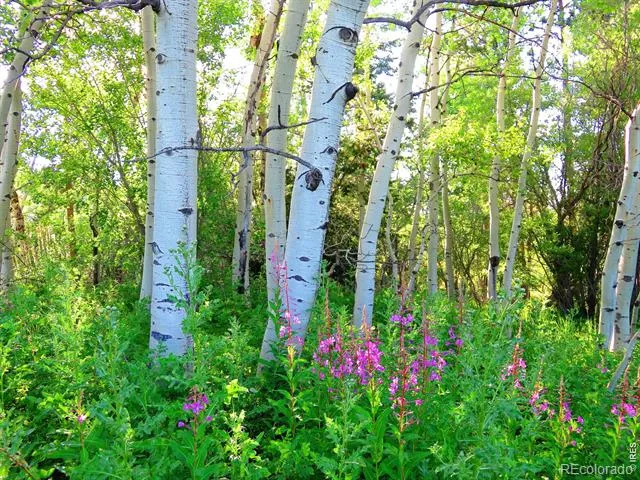 3 Fox Meadow Lane #Lot 3 Red Feather Lakes, CO 80545