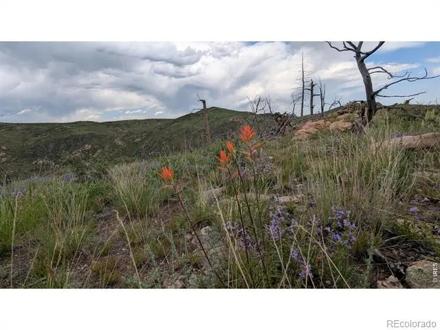 1324 Meadow Mountain Drive Livermore, CO 80536