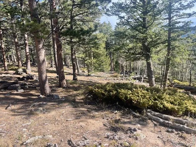 399 Skinner Road Allenspark, CO 80510