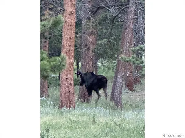 17667 Highway 7 Lyons, CO 80540