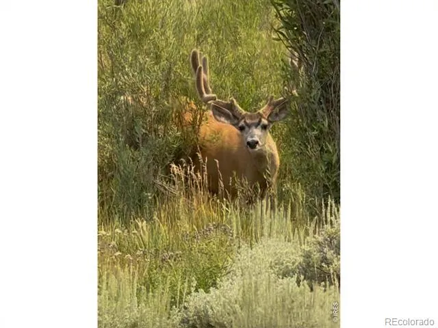236 County Road 23C Walden, CO 80480