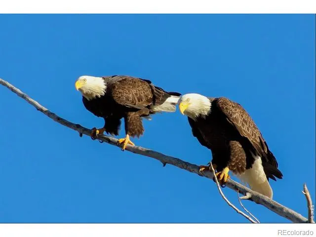 560 Talons Reach Run Berthoud, CO 80513