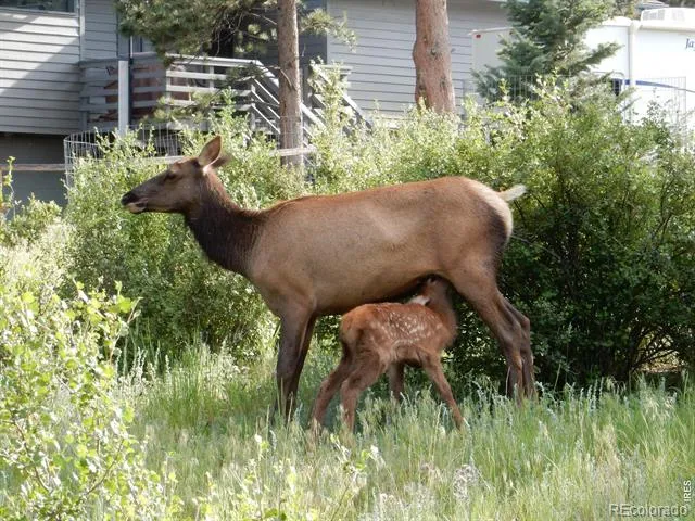 895 Elk Meadow Court Estes Park, CO 80517