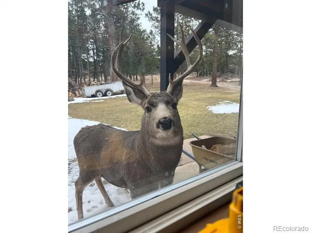 14884 Rist Canyon Road Bellvue, CO 80512