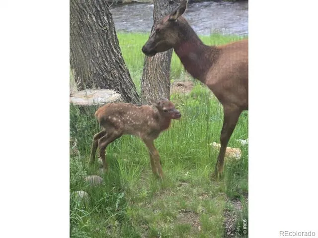 300 Far View Drive #15 Estes Park, CO 80517