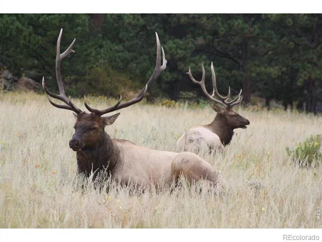 1431 S Saint Vrain Avenue #B Estes Park, CO 80517