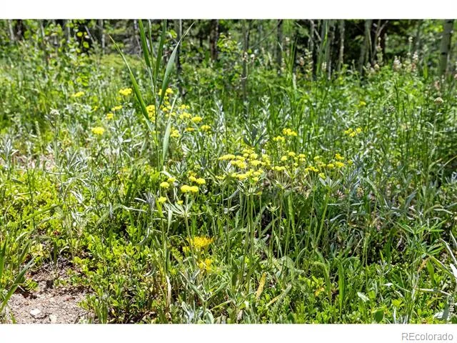 1568 County Road 103 Nederland, CO 80466