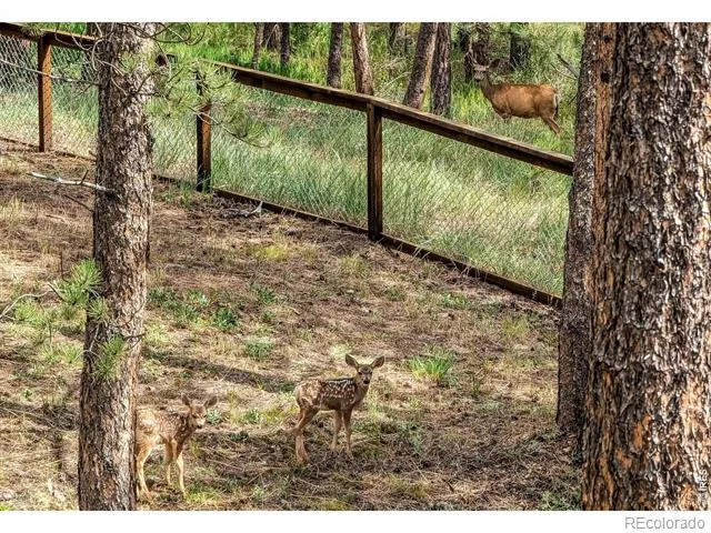166 Cherokee Road Lyons, CO 80540