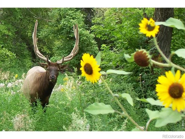 95 Rowell Drive Lyons, CO 80540