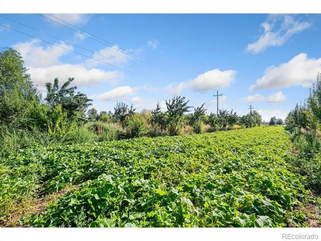 12155 County Road 15 Wellington, CO 80549