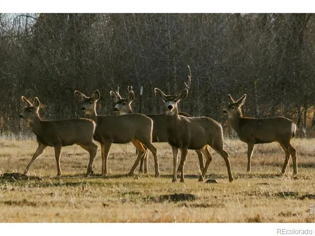4690 County Road 5 W Monte Vista, CO 81144