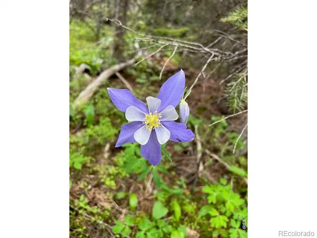 0 Forest Service Road #169 Red Feather Lakes, CO 80545