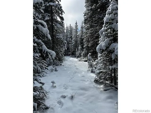 0 Forest Service Road #169 Red Feather Lakes, CO 80545