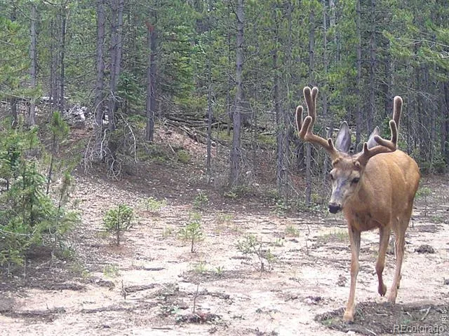 0 Forest Service Road #169 Red Feather Lakes, CO 80545