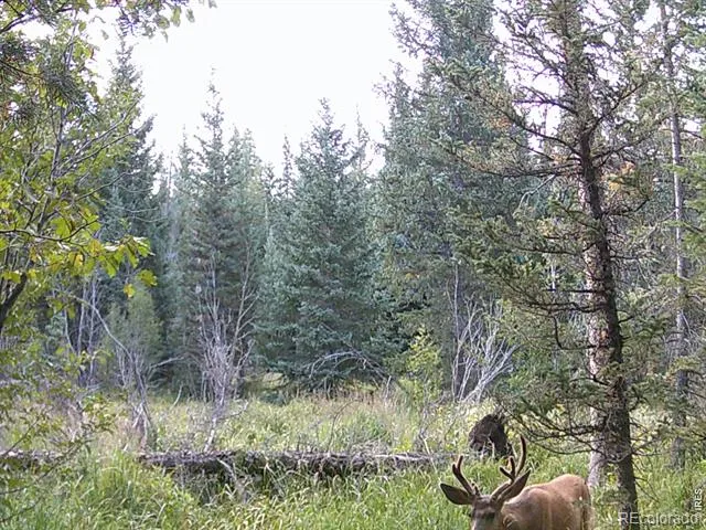 0 Forest Service Road #169 Red Feather Lakes, CO 80545