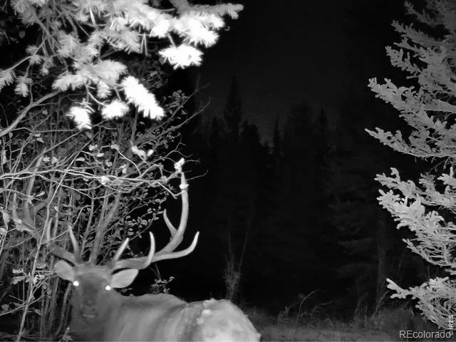 0 Forest Service Road #169 Red Feather Lakes, CO 80545