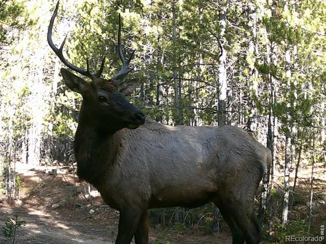 0 Forest Service Road #169 Red Feather Lakes, CO 80545