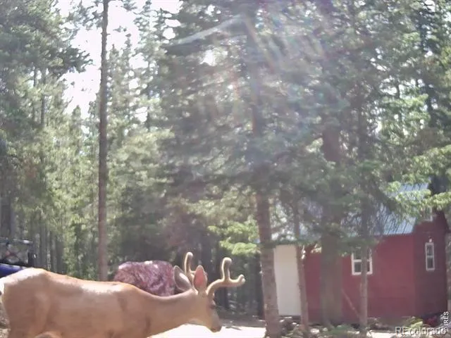 0 Forest Service Road #169 Red Feather Lakes, CO 80545