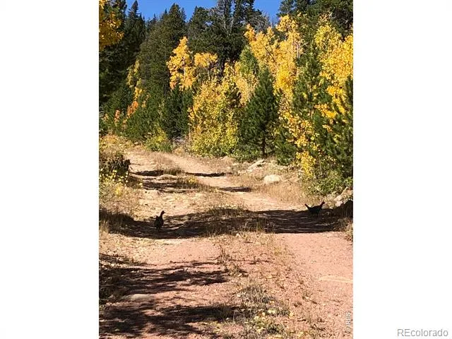 540 Elkridge Road Red Feather Lakes, CO 80545