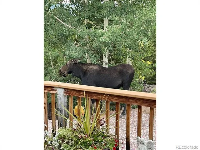 44 Natchez Circle Red Feather Lakes, CO 80545