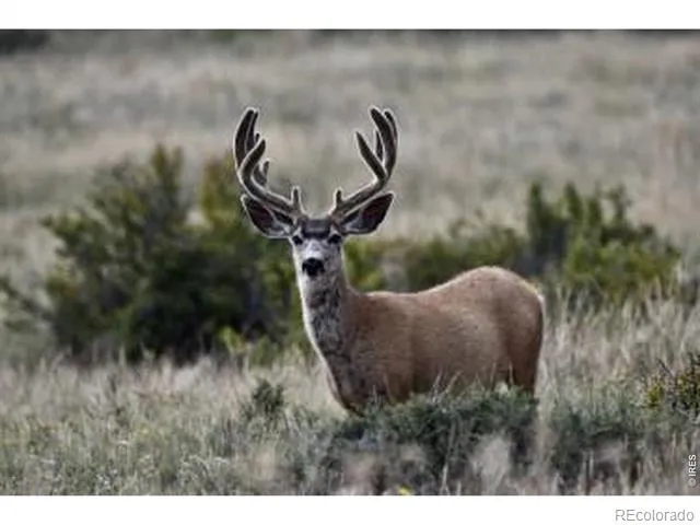 0 Red Feather Lake Rd 13 Livermore, CO 80536