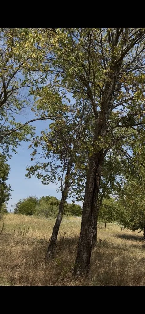 103313 Hillside Circle Lone Oak, TX 75453