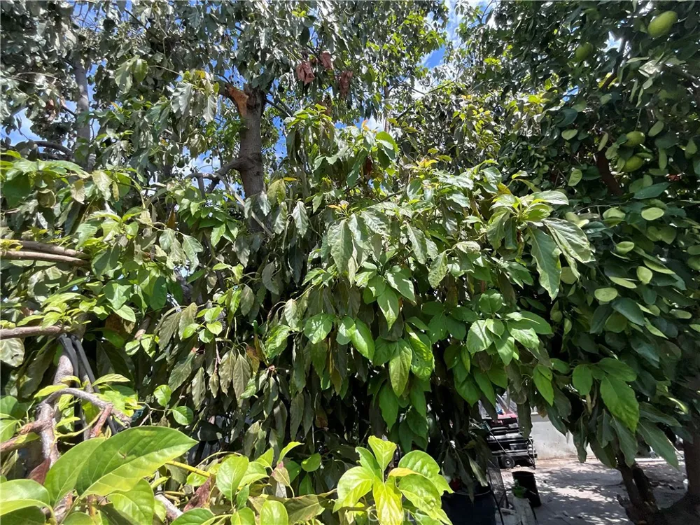 1120 Valencia Hacienda Heights, CA 91745