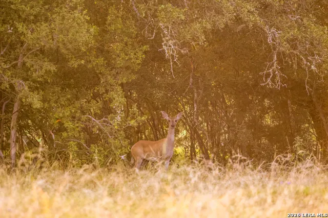 292 ACRES Robinson Road Johnson City, TX 78636