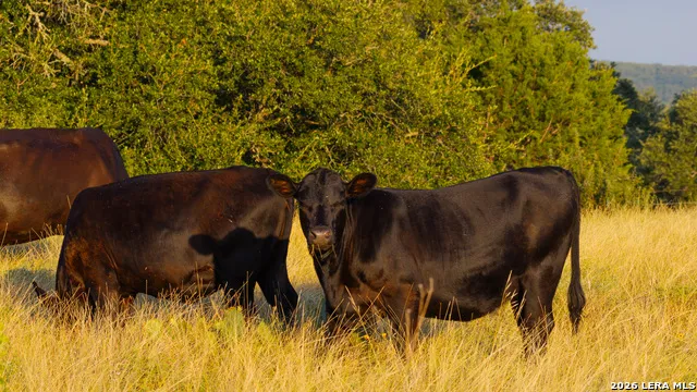 552+/- ACRES Robinson Rd Johnson City, TX 78636