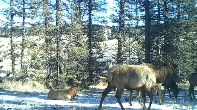 4797 County Road 42 Divide, CO 80814