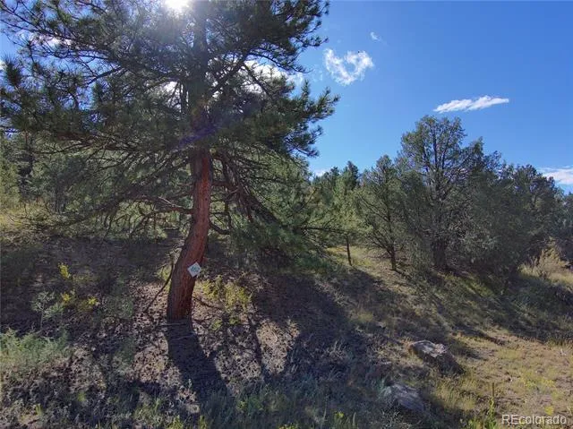 176 Arnold Drive Cotopaxi, CO 81223