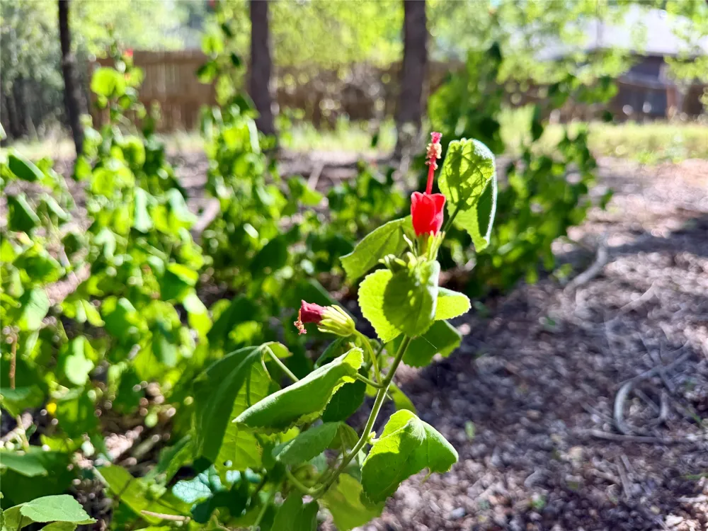 208 Waipahoehoe Drive Bastrop, TX 78602