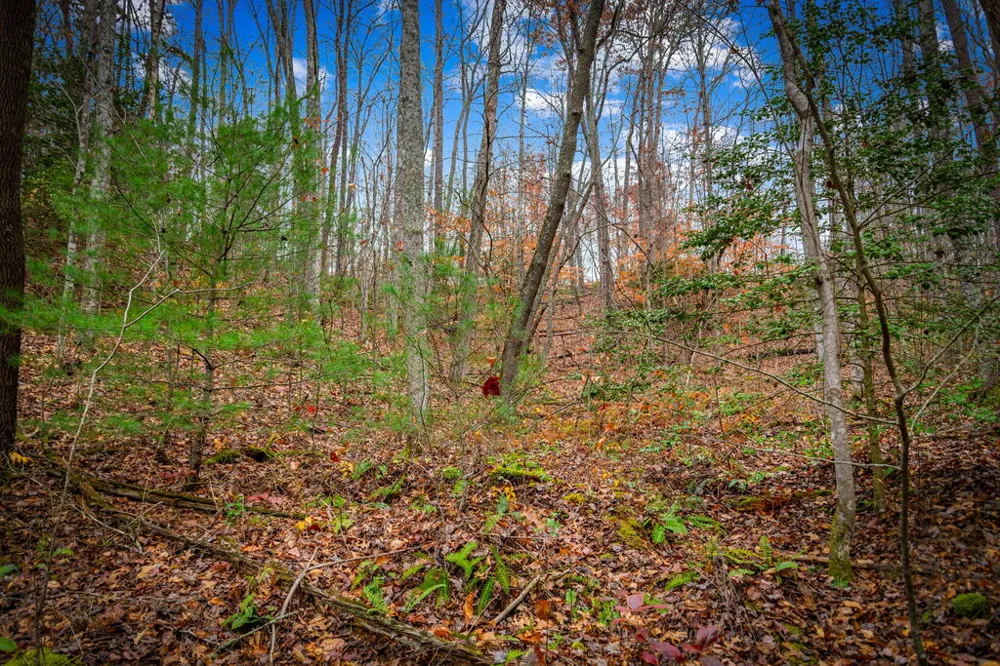 5.97AC Bullen Gap Road Blue Ridge, GA 30513