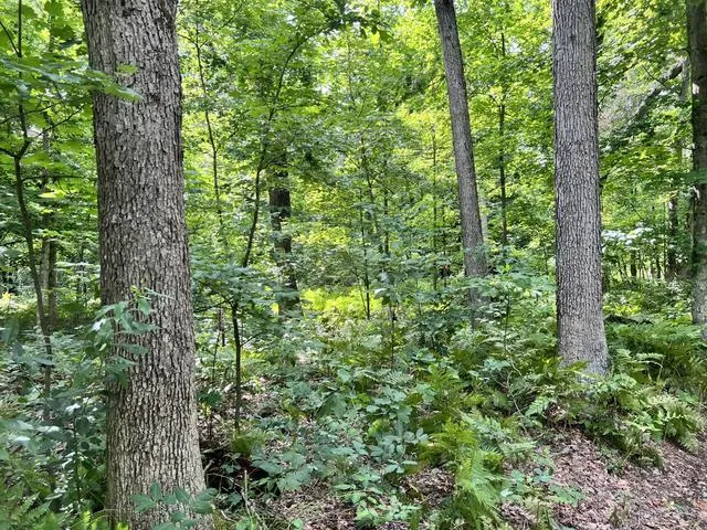 10381 Woodland Lane Newaygo, MI 49337
