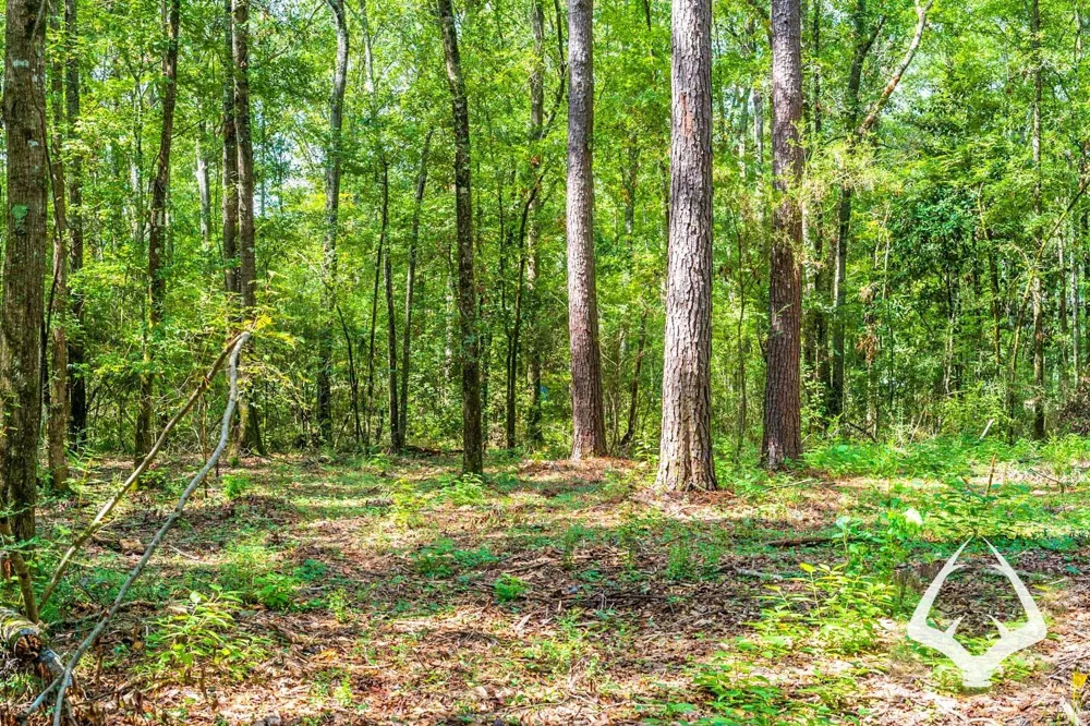 Dorsey Road Hemphill, TX 75948