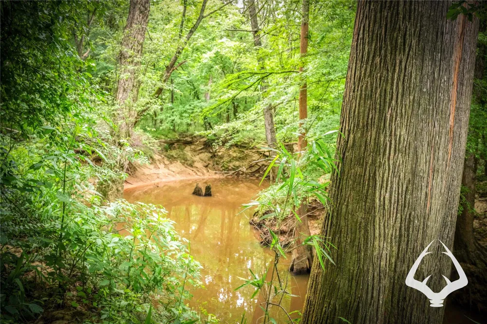 Dorsey Road Hemphill, TX 75948