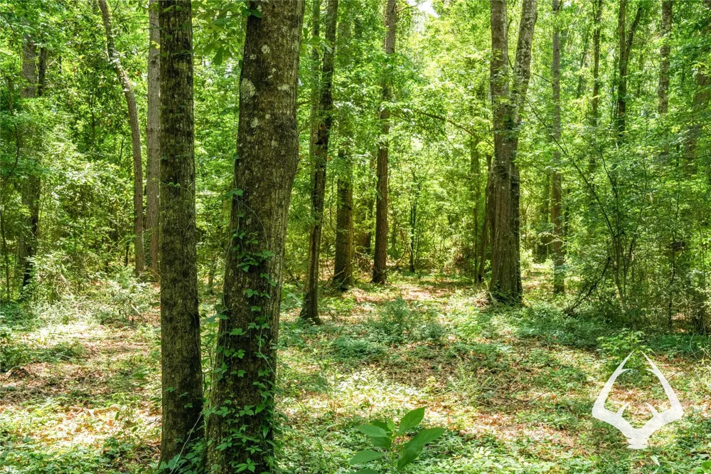 Dorsey Road Hemphill, TX 75948