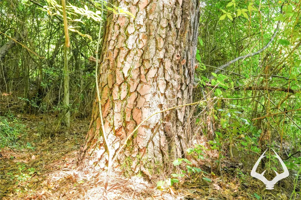 Dorsey Road Hemphill, TX 75948