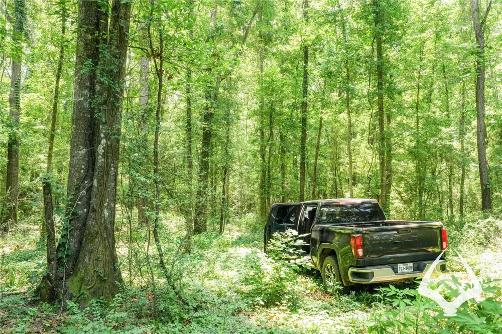 Dorsey Road Hemphill, TX 75948