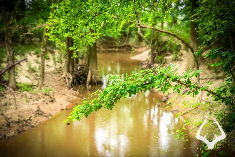 Dorsey Road Hemphill, TX 75948