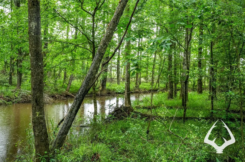 Dorsey Road Hemphill, TX 75948